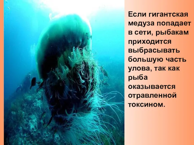 Если гигантская медуза попадает в сети, рыбакам приходится выбрасывать большую часть улова, так