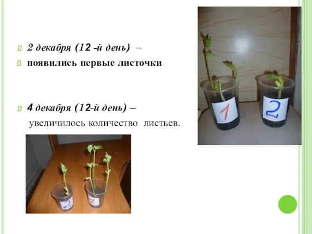 2 декабря (12 -й день) – появились первые листочки 4