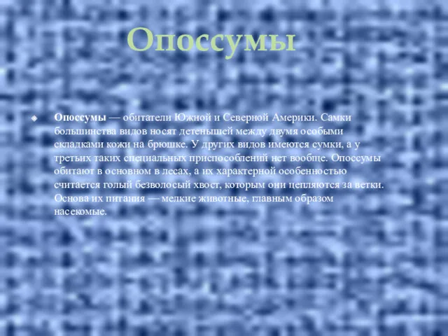 Опоссумы — обитатели Южной и Северной Америки. Самки большинства видов