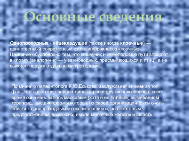 Основные сведения Однопроходные - яйцекладущие (также иногда клоачные) — единственный