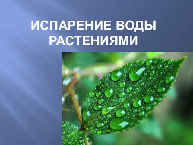 ИСПАРЕНИЕ ВОДЫ РАСТЕНИЯМИ