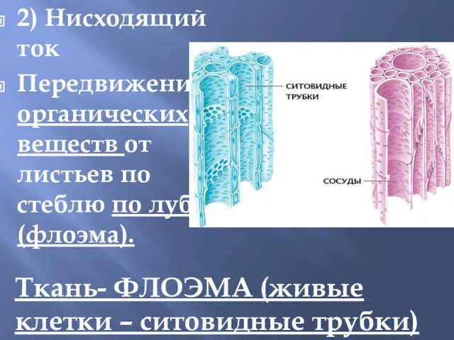 2) Нисходящий ток Передвижение органических веществ от листьев по стеблю