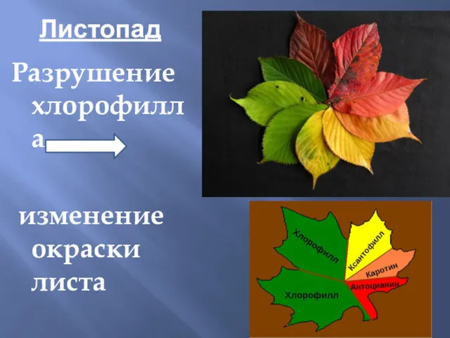 Листопад Разрушение хлорофилла изменение окраски листа