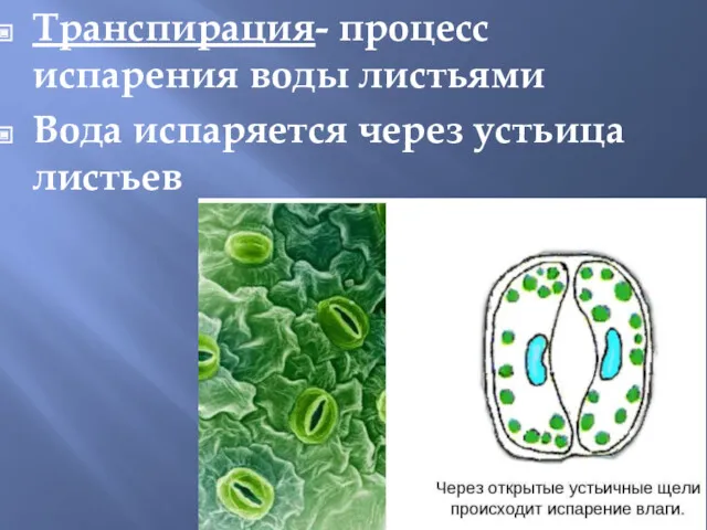 Транспирация- процесс испарения воды листьями Вода испаряется через устьица листьев