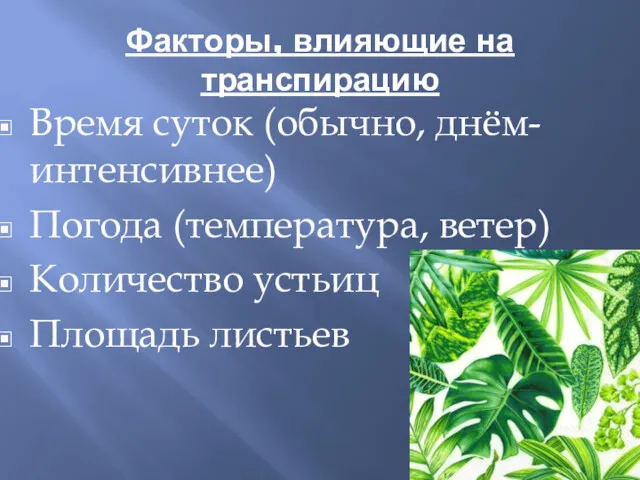 Факторы, влияющие на транспирацию Время суток (обычно, днём- интенсивнее) Погода (температура, ветер) Количество устьиц Площадь листьев