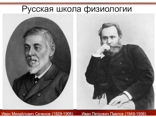 Русская школа физиологии Иван Михайлович Сеченов (1829-1905) Иван Петрович Павлов (1849-1936)
