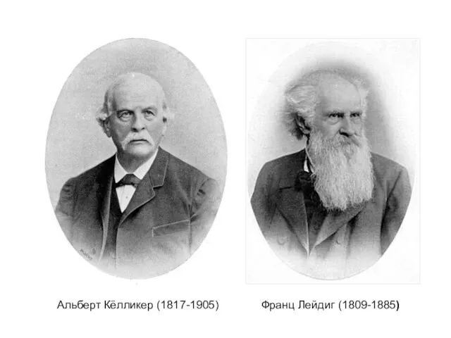 Франц Лейдиг (1809-1885) Альберт Кёлликер (1817-1905)