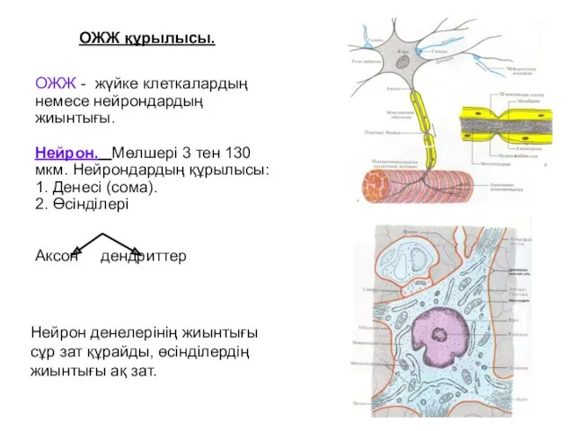 ОЖЖ - жүйке клеткалардың немесе нейрондардың жиынтығы. Нейрон. Мөлшері 3 тен 130 мкм.