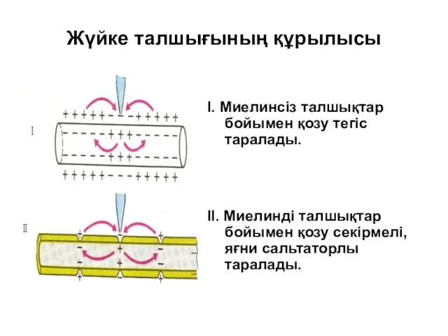 Жүйке талшығының құрылысы I. Миелинсіз талшықтар бойымен қозу тегіс таралады.