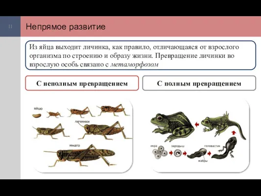 Непрямое развитие Из яйца выходит личинка, как правило, отличающаяся от