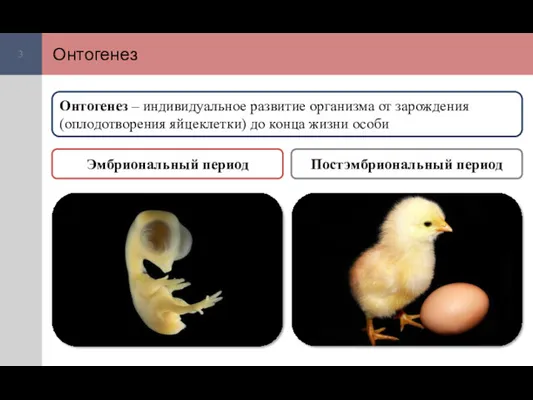Онтогенез Онтогенез – индивидуальное развитие организма от зарождения (оплодотворения яйцеклетки)