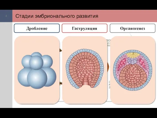 Стадии эмбрионального развития Дробление Гаструляция Органогенез