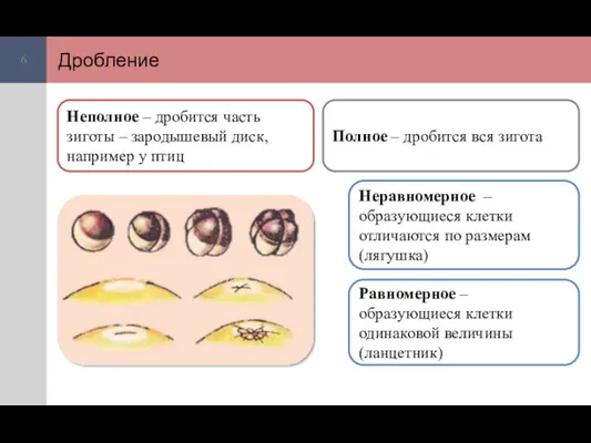 Дробление Неполное – дробится часть зиготы – зародышевый диск, например