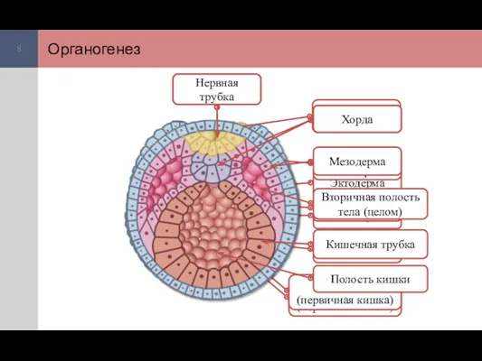 Органогенез