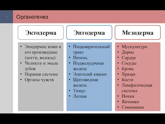 Органогенез Эпидермис кожи и его производные (ногти, волосы) Челюсти и