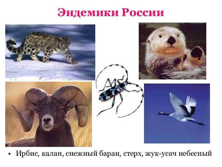 Эндемики России Ирбис, калан, снежный баран, стерх, жук-усач небесный