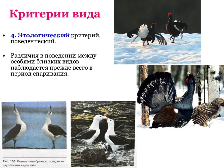 Критерии вида 4. Этологический критерий, поведенческий. Различия в поведении между