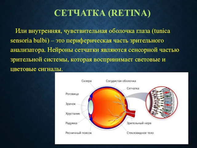 СЕТЧАТКА (RETINA) Или внутренняя, чувствительная оболочка глаза (tunica sensoria bulbi)