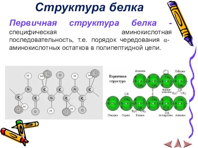 Структура белка Первичная структура белка - специфическая аминокислотная последовательность, т.е.
