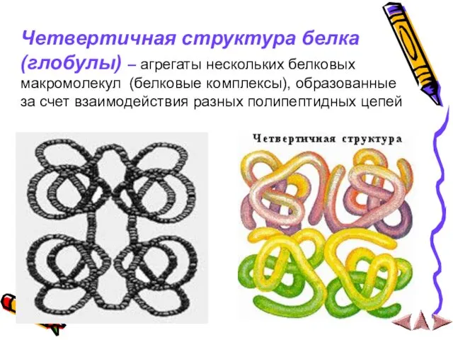 Четвертичная структура белка (глобулы) – агрегаты нескольких белковых макромолекул (белковые