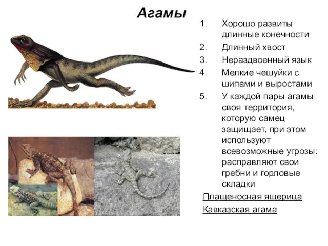 Агамы Хорошо развиты длинные конечности Длинный хвост Нераздвоенный язык Мелкие