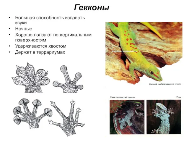 Гекконы Большая способность издавать звуки Ночные Хорошо ползают по вертикальным поверхностям Удерживаются хвостом Держат в террариумах