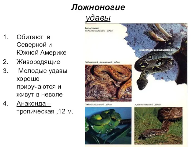 Ложноногие удавы Обитают в Северной и Южной Америке Живородящие Молодые