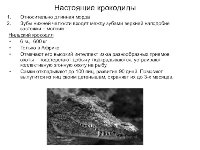 Настоящие крокодилы Относительно длинная морда Зубы нижней челюсти входят между