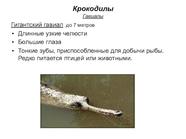 Крокодилы Гавиалы Гигантский гавиал до 7 метров Длинные узкие челюсти