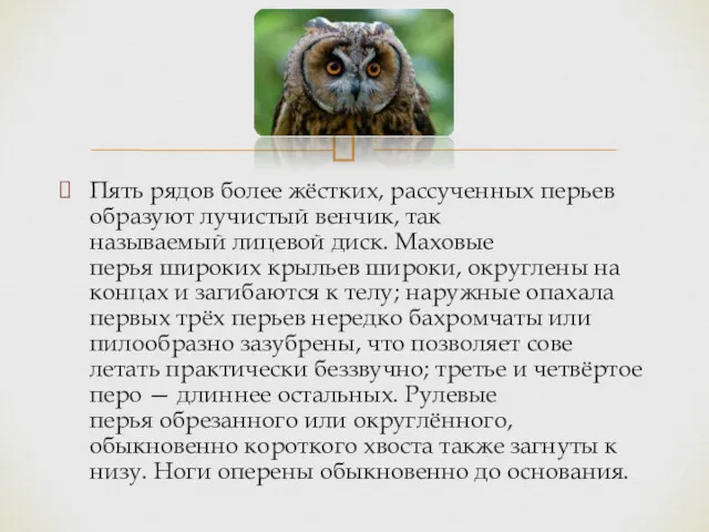 Пять рядов более жёстких, рассученных перьев образуют лучистый венчик, так