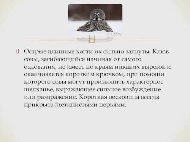 Острые длинные когти их сильно загнуты. Клюв совы, загибающийся начиная