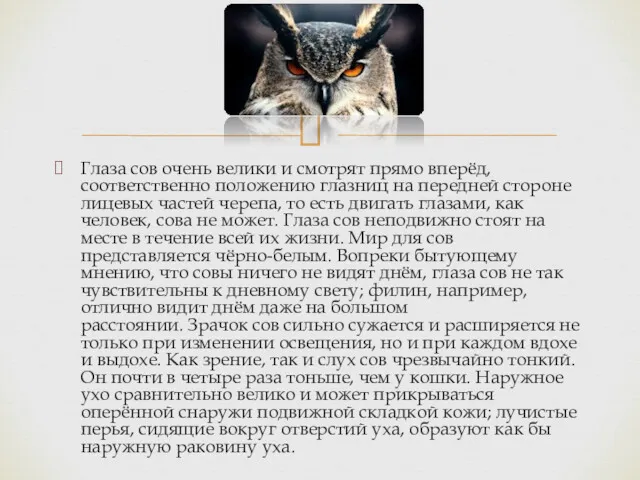 Глаза сов очень велики и смотрят прямо вперёд, соответственно положению