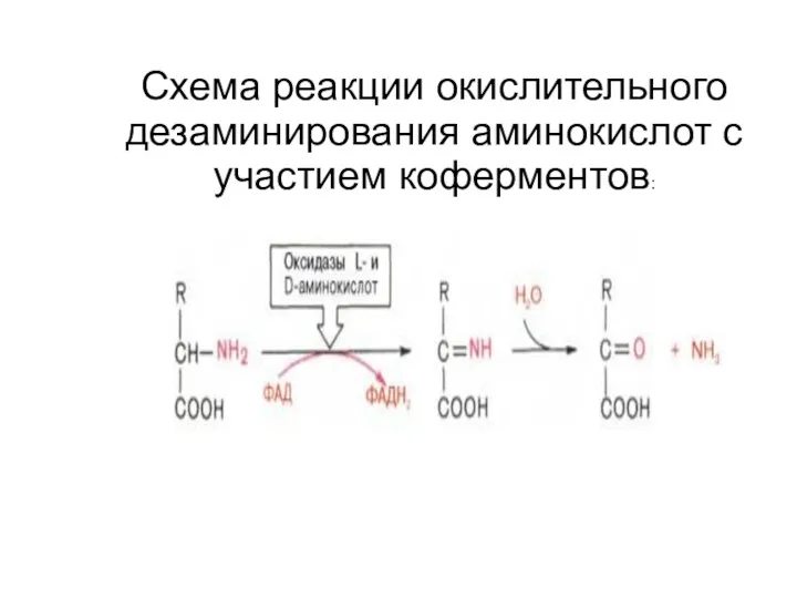 Схема реакции окислительного дезаминирования аминокислот с участием коферментов: