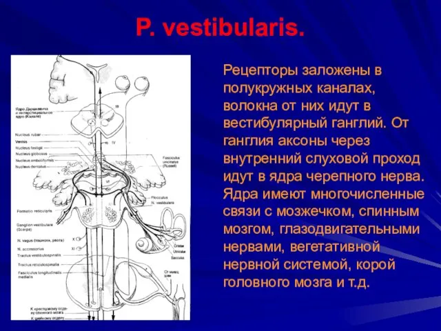 P. vestibularis. Рецепторы заложены в полукружных каналах, волокна от них идут в вестибулярный