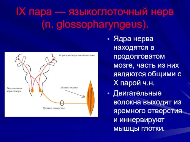 IX пара — языкоглоточный нерв (n. glossopharyngeus). Ядра нерва находятся в продолговатом мозге,