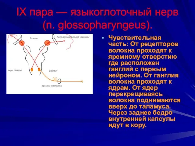 IX пара — языкоглоточный нерв (n. glossopharyngeus). Чувствительная часть: От рецепторов волокна проходят