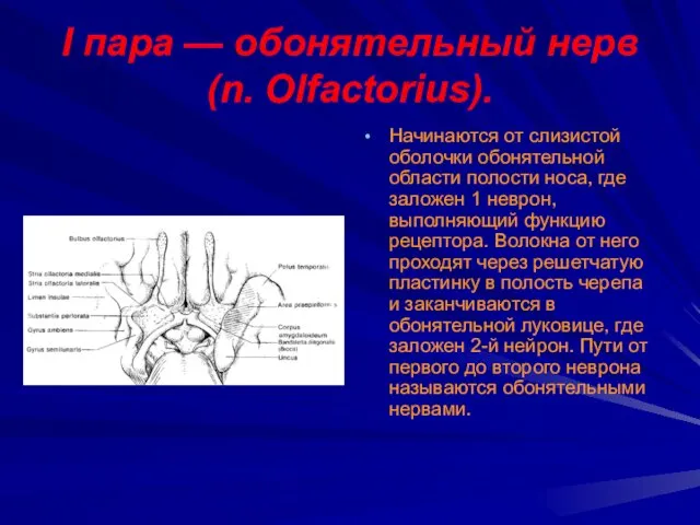 I пара — обонятельный нерв (n. Оlfactorius). Начинаются от слизистой оболочки обонятельной области