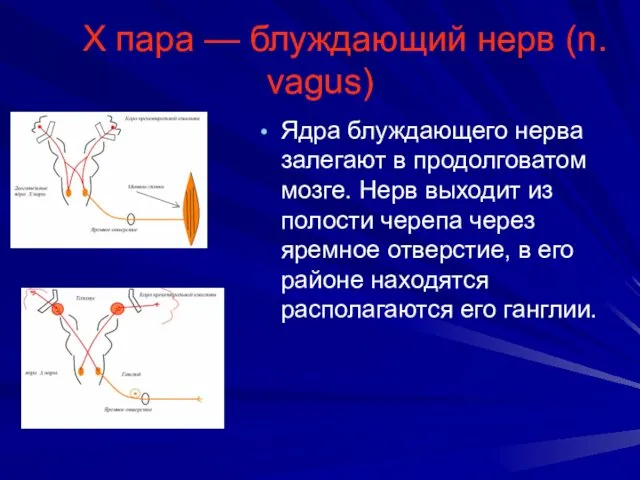 Х пара — блуждающий нерв (n. vagus) Ядра блуждающего нерва залегают в продолговатом
