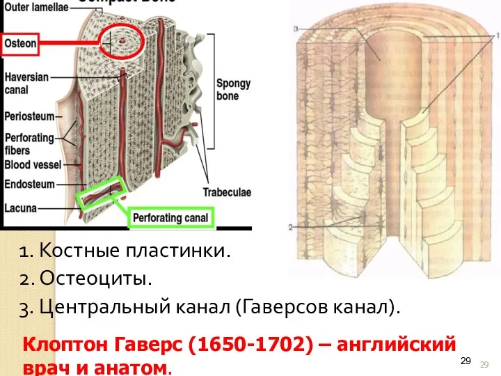 1. Костные пластинки. 2. Остеоциты. 3. Центральный канал (Гаверсов канал).