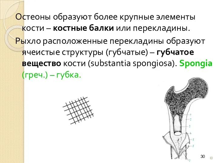 Остеоны образуют более крупные элементы кости – костные балки или