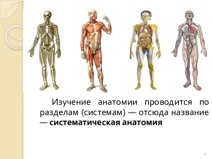 Изучение анатомии проводится по разделам (системам) ― отсюда название ― систематическая анатомия