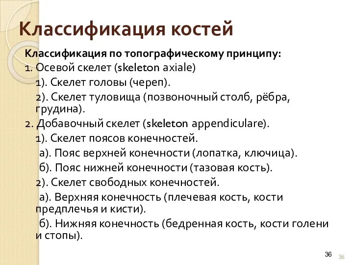 Классификация костей Классификация по топографическому принципу: 1. Осевой скелет (skeleton