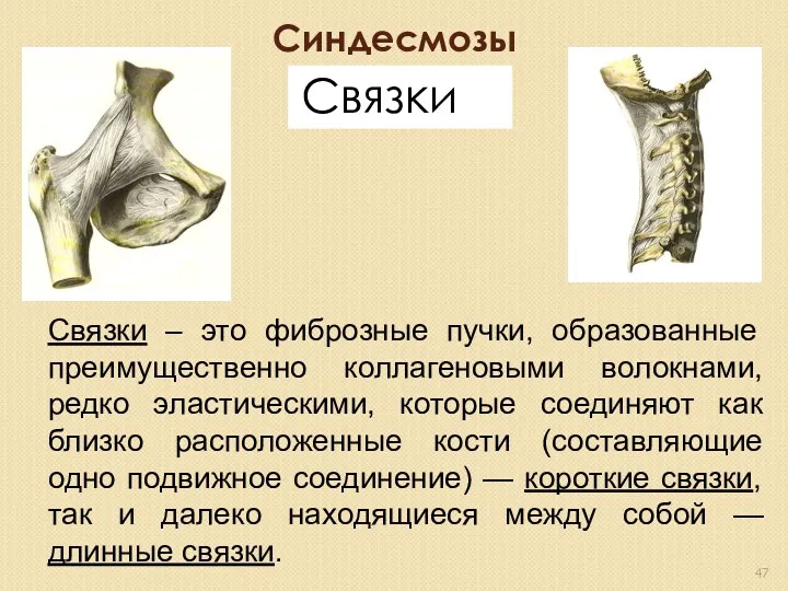 Синдесмозы Связки Связки – это фиброзные пучки, образованные преимущественно коллагеновыми