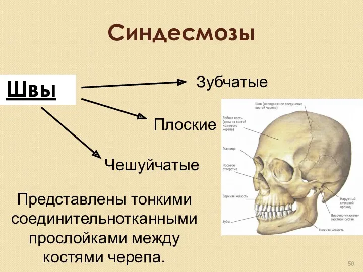Синдесмозы Швы Зубчатые Плоские Чешуйчатые Представлены тонкими соединительнотканными прослойками между костями черепа.