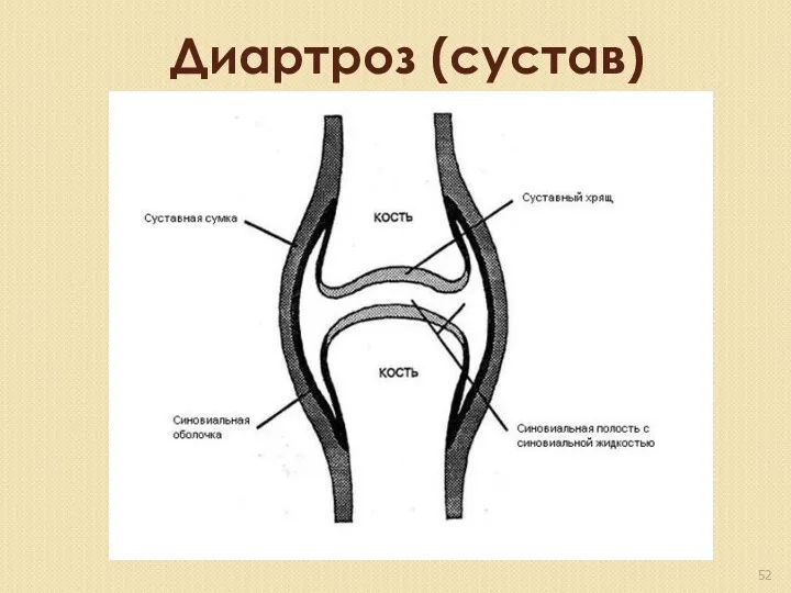 Диартроз (сустав) Диартроз (сустав)