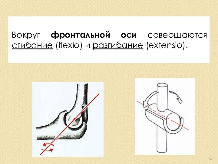 Вокруг фронтальной оси совершаются сгибание (flexio) и разгибание (extensio).