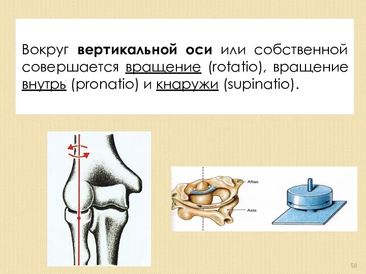 Вокруг вертикальной оси или собственной совершается вращение (rotatio), вращение внутрь (pronatio) и кнаружи (supinatio).