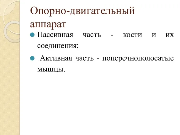 Опорно-двигательный аппарат Пассивная часть - кости и их соединения; Активная часть - поперечнополосатые мышцы.