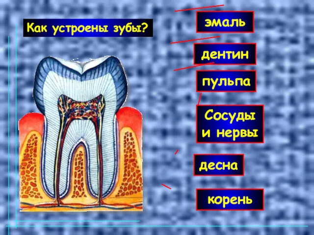 эмаль дентин пульпа корень Сосуды и нервы десна Как устроены зубы?