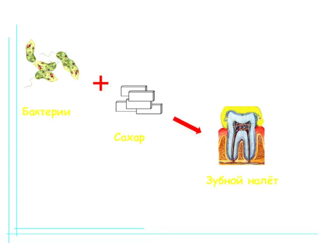 Бактерии Сахар Зубной налёт